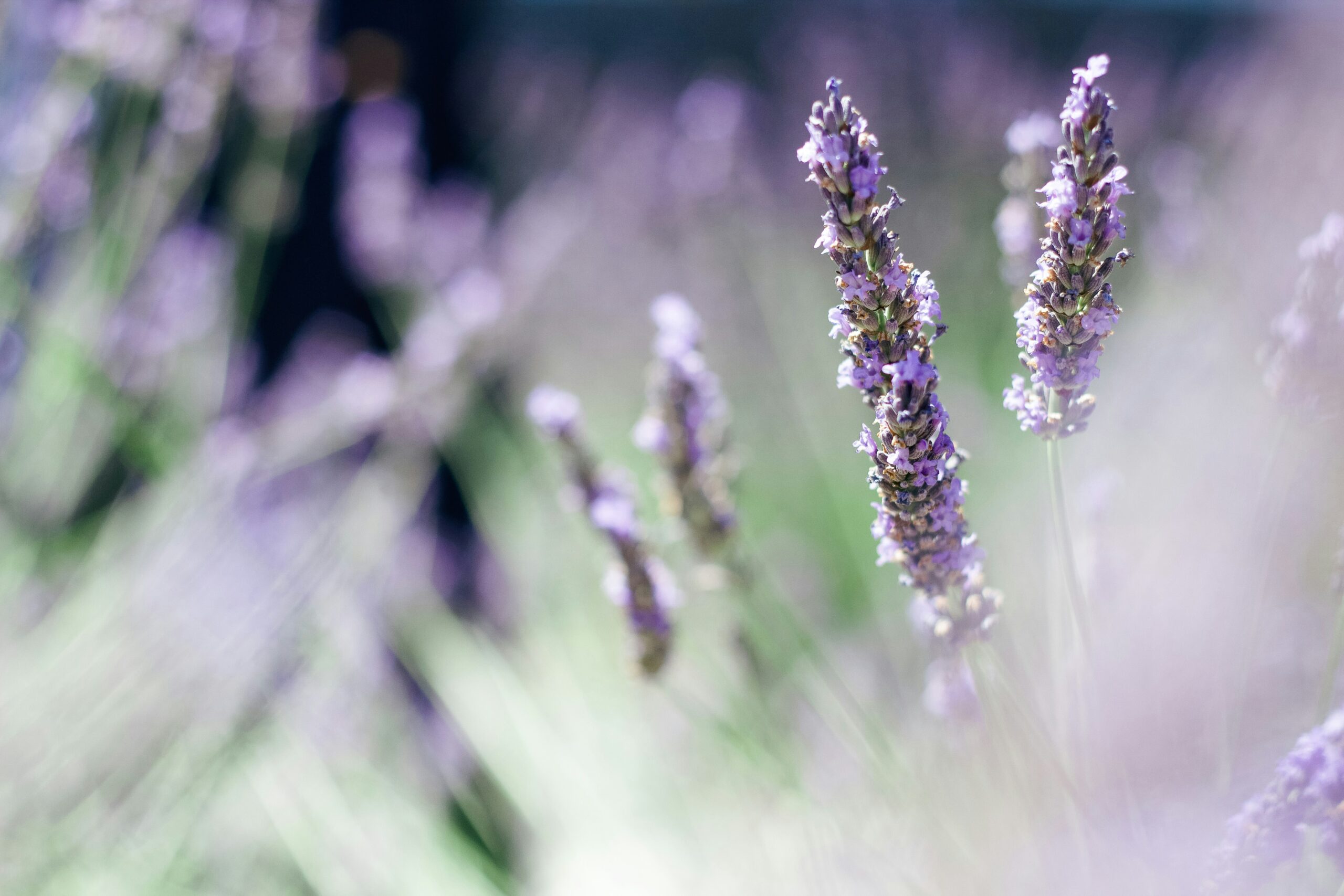 La lavanda: un amigo para los bebés nacidos de madres drogadictas y su efecto en la reducción del síndrome de abstinencia neonatal (SANE)